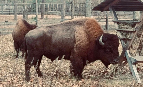 2 зубри забрели в село і випасалися на присадибній ділянці – їх врятували екоінспектори й лісівники