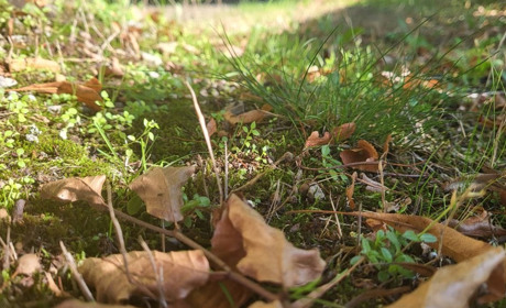 У Гадячі майже літня погода протримається до кінця вересня: прогноз на тиждень