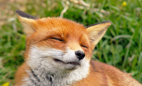 Щоб вакцинувати диких тварин від сказу, ліки-приманки скидатимуть із літаків