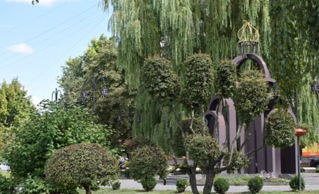 У Звягелі зріжуть вербу біля пам'ятника жертвам Чорнобильської катастрофи