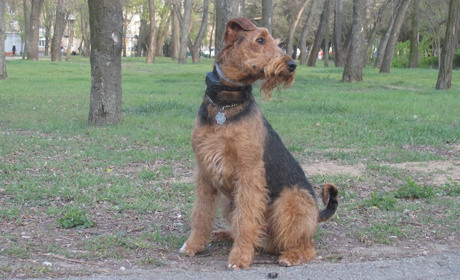 Мася и Боцман - как допуск на прогулку: легко ли мелитопольцам без собак усидеть дома на карантине