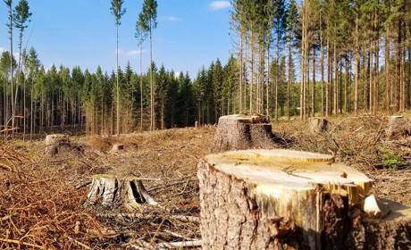 Рубав в лісі сосну: чоловіка засудили до 5 років позбавлення волі з випробувальним строком
