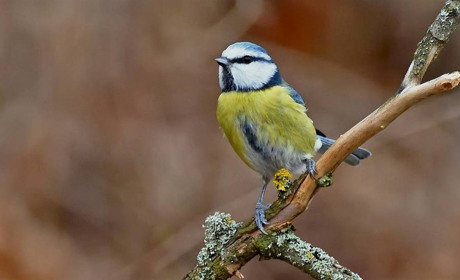 Градуси стрибатимуть то вгору, то вниз: що прогнозують синоптики Сумщини та України