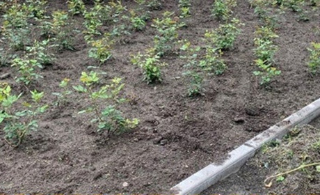 У середмісті Шепетівки стався зухвалий злочин