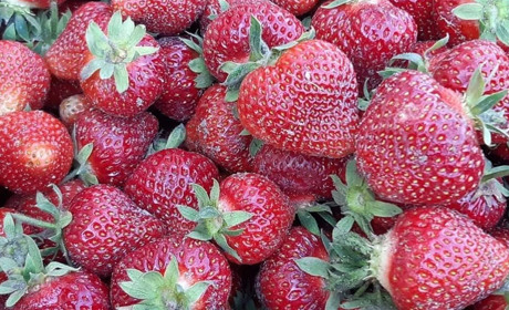 Ягода від головного болю і для хорошої пам’яті: цікаві факти про полуницю