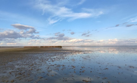 Завершен предпоследний этап в процессе восстановления водотока на Придунайских озерах