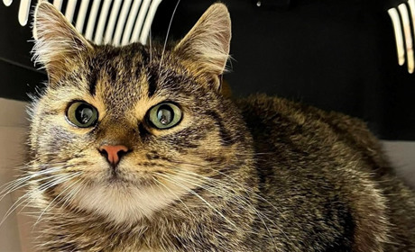 У Барі безпритульні тварини чекають на дім: подаруй їм тепло і любов