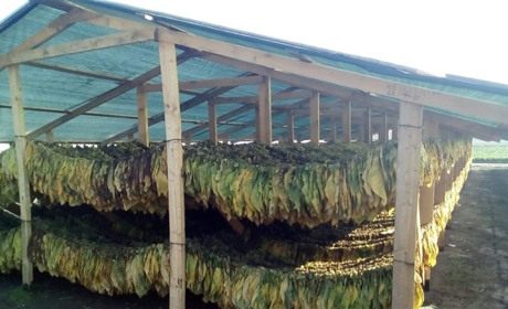 На Херсонщині вирощували нелегальний тютюн для Європи