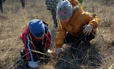 Сватівчани висадили 3500 саджанців кримської сосни на горі біля селища Сосновий 