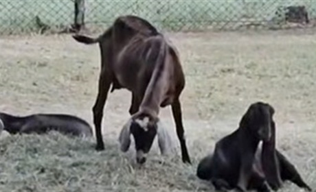 Як виглядає заповідник “Асканія-Нова” на лівобережжі Херсонщини (відео)