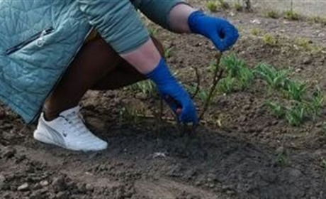 У Тимонівському ліцеї прибирають пришкільну територію від сухостою та порослі