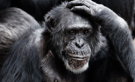 Працівника Одеського зоопарку засудили до 3 років та читання книжок: за сепаратизм