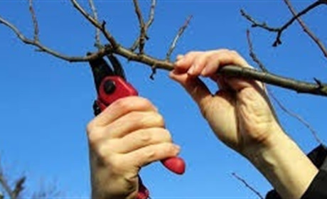 Обрізка дерев навесні: важливі поради