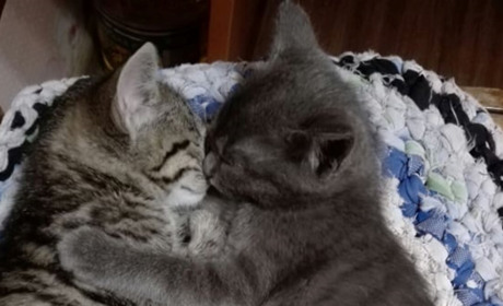 Візьміть котика чи песика! Вони дуже хочуть мати домівку!
