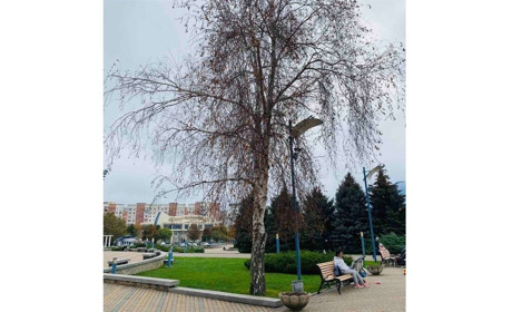 Стало відомо, як у Южному перевтілять засохшу в середмісті березу