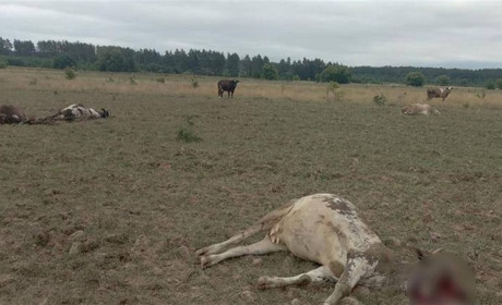 Від ворожих обстрілів з "Градів" постраждала худоба у сусідній громаді