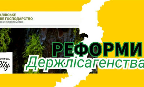 Реформи в дії – Рафалівський лісгосп ліквідовано. У чому суть реформи?
