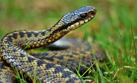 У Вараському районі чоловіка під час збирання чорниці вкусила змія