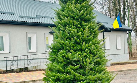 Жива ялинка замість зрубаних: у Кегичівці на центральній площі з’явився новорічний символ громади