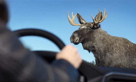 На Городнянщині лось врізався у шкільний автобус