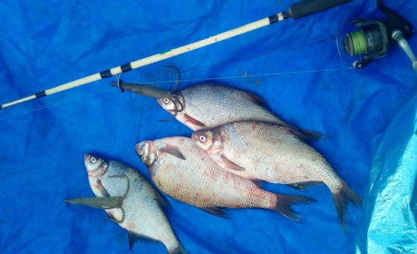 Наловили риби і раків на 2 млн