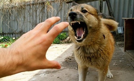 У жительки Біляївського району суд конфіскував собаку, який покусав перехожу