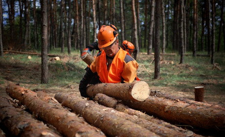 На Полтавщині готують запаси дров до нового опалювального сезону