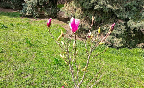 У Кагарлику біля адмінбудинку на магноліях з'явилися квіти