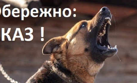 У Славуті запроваджено карантинні обмеження через виявлення сказу у тварини