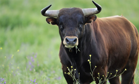 Трагічна ситуація: у Біляївці на сімейну пару напав бик, неофіційно — чоловік загинув
