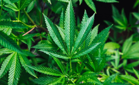 Білопільські поліцейські виявили посів конопель у Старих Вирках