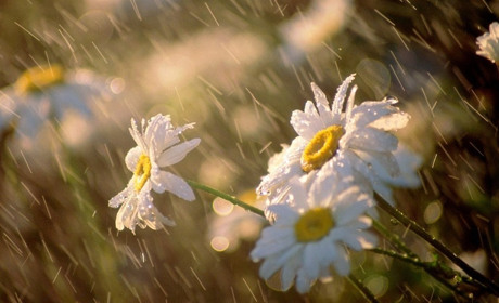 На початку наступного тижня на Сумщині - короткочасні дощі: що прогнозують синоптики