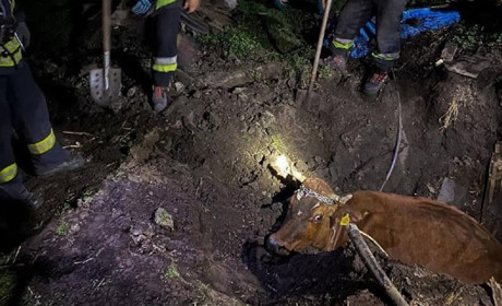 На Переяславщині рятувальники витягнули з ями 400-кілограмову корову