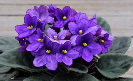 Не там фиалка расцвела, или Почему женщин, переживших насилие, не привлекают мужчины