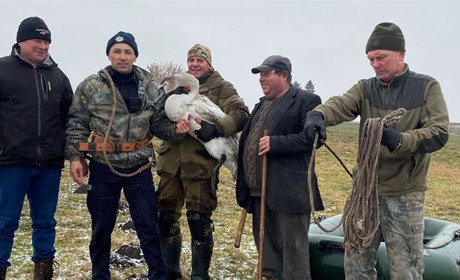 Поліцейський на Звягельщині допоміг врятувати лебедя з крижаної пастки на водоймі