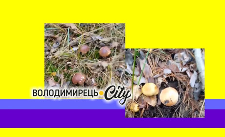 У володимирецьких лісах досі ростуть білі гриби - аномальне тепло і відсутність морозів сприяють