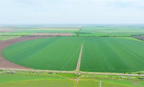 На Херсонщині збирають перший урожай ранніх овочів та полуниці