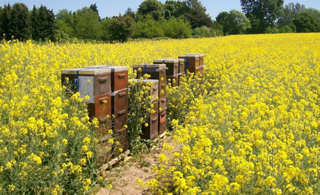 Чтобы пчелы не гибли: Госпродпотребслужба призвала аграриев и пчеловодов к диалогу