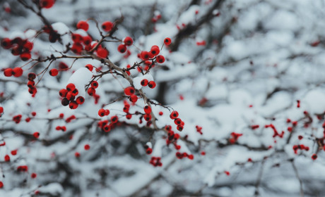 Зима у листопаді: підбірка фото першого снігу і підписників Сватове.City в Instagram