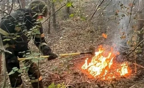 Поблизу Кучерівки горів хвойний ліс: пожежа спричинена обстрілами