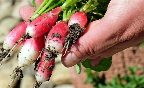 Що посадити у перший місяць літа: посівний календар на червень 2023