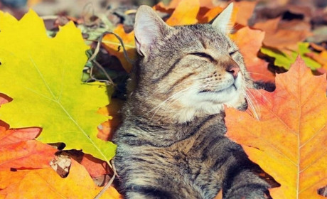 Якою буде погода в найближчі дні та у жовтні в цілому: прогноз синоптиків