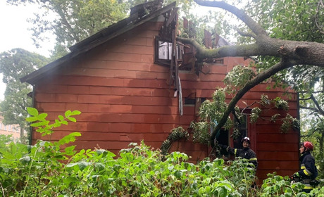 На Сарненщині через негоду повалилося дерево