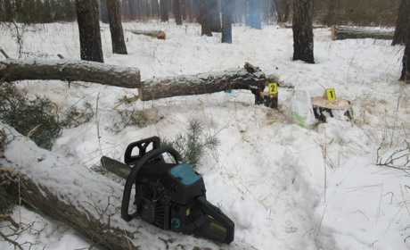 На Шосткинщині поліція затримала чоловіка за самовільний вируб сосен