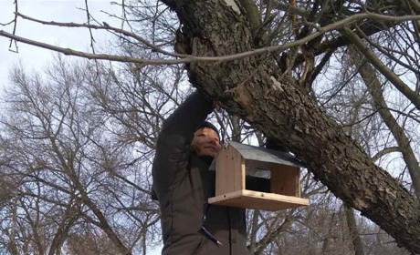 Покровські учні розмістили годівниці для птахів на шкільному подвір'ї