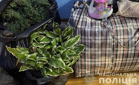 У Южному зловмисники викрали зелених насаджень з міських клумб на майже 150 тисяч гривень (ФОТО)