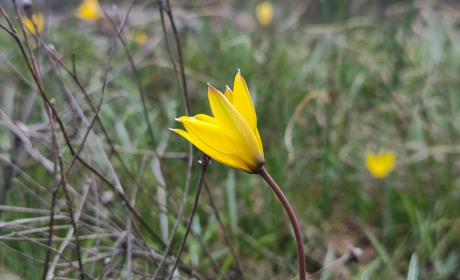 На Первомайщині квітнуть червонокнижні бузькі тюльпани. Фото, відео та спогади про ці рідкісні квіти