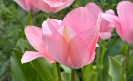 Тюльпановий бум у Первомайську: місто без туристичних маршрутів, але з тисячами квітів