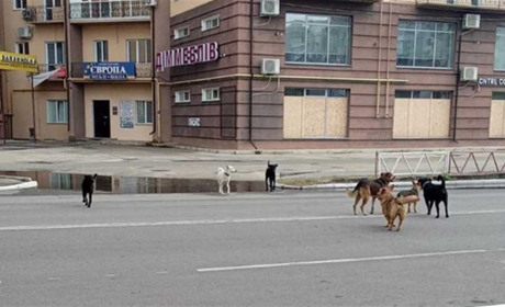 У Новій Каховці й Таврійську окупанти масово труять безпритульних тварин