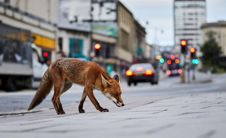 Обережно сказ: на Звягельщині фіксують випадки нападів диких тварин